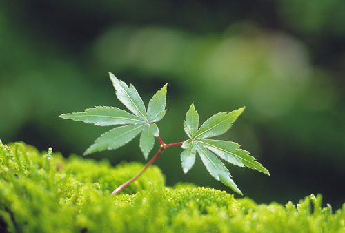 督察风暴下新风向 环保巡视组紧盯地方病灶