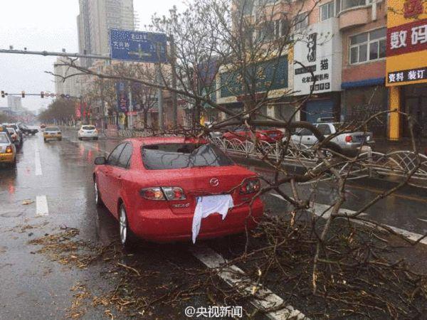 暴雨大风袭击辽宁 大树被连根拔起(图)