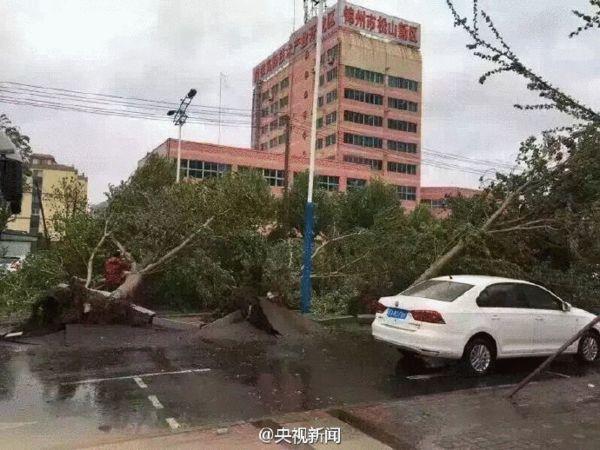 暴雨大风袭击辽宁 大树被连根拔起(图)