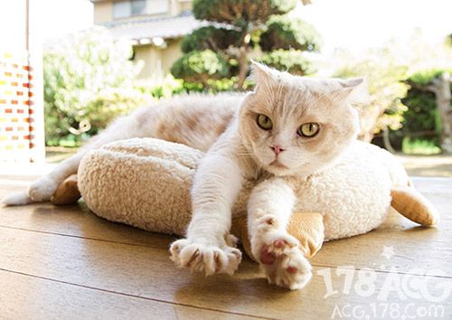 喵喵喵？「猫咪收集」要拍真人版？！一个全是猫咪的电影！