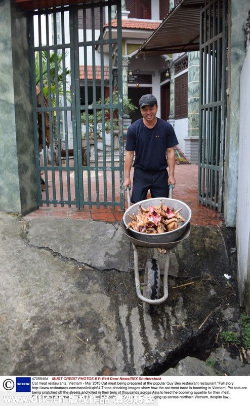 探访越南猫肉餐厅 猫被屠杀满足人们口腹之欲