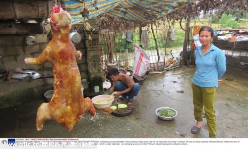 探访越南猫肉餐厅 猫被屠杀满足人们口腹之欲