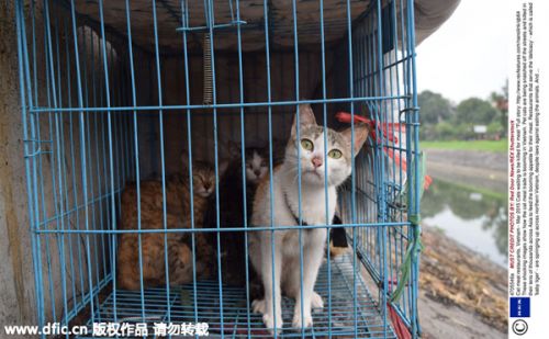 探访越南猫肉餐厅 猫被屠杀满足人们口腹之欲