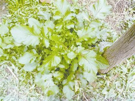 女子因吃野菜中毒 晒太阳后头脸发肿3