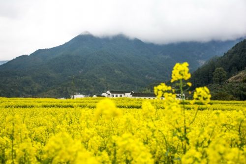 康城香草天空法式风格独栋别墅装修设计图赏析