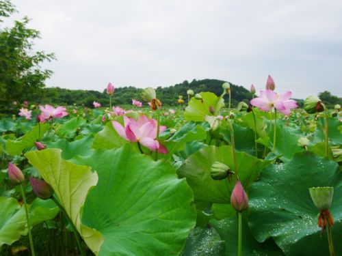 首泰·上河湾两居室85平米现代风格