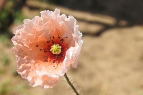 怡海花园4室3厅3卫220㎡现代