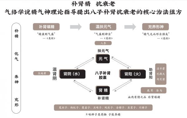 八子补肾胶囊为中医抗衰老研究做出示范，助力长寿享健康