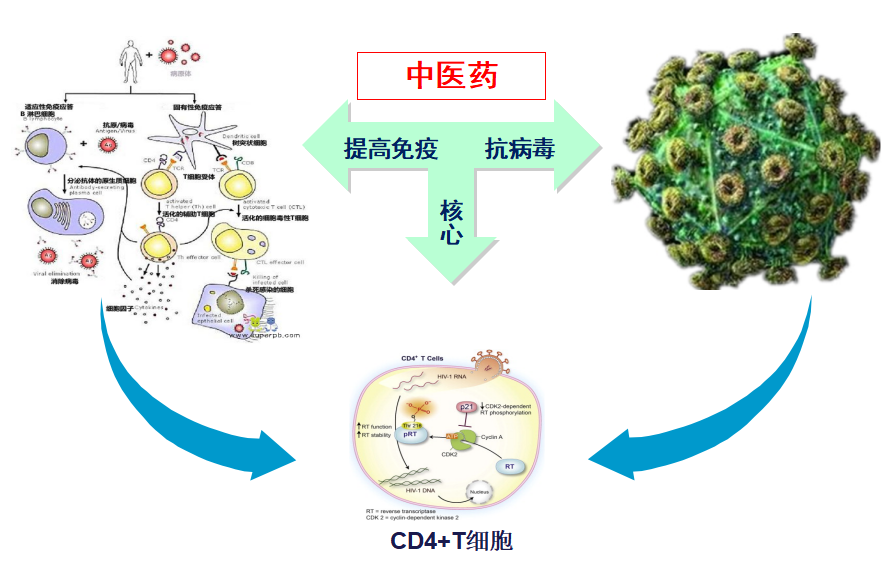 促进HIV感染者免疫功能重建——参灵艾草丹